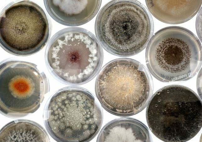 Seed banks are full of hidden fungi, and scientists love it