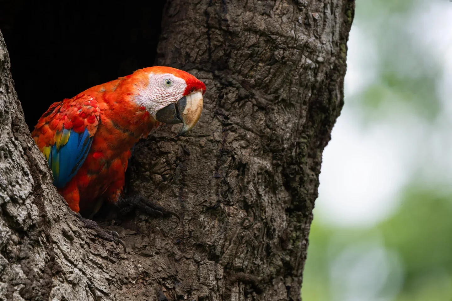 Some cameras now have bird autofocus modes. Do they work?