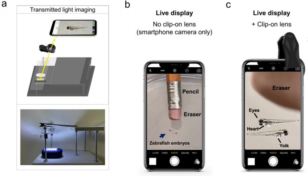 Scientists turned a smartphone into an affordable microscope