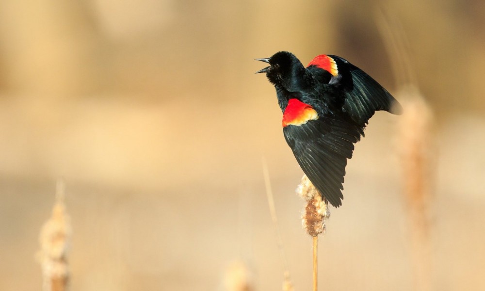 Birders behold: Cornell’s Merlin app is now a one-stop shop for bird identification