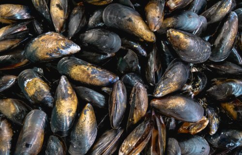 Mussels Might Help Prevent Arthritis — But Not By Eating Them